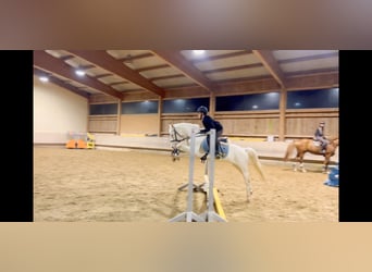 Meer ponys/kleine paarden, Merrie, 6 Jaar, 137 cm, Cremello