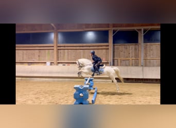 Meer ponys/kleine paarden, Merrie, 6 Jaar, 137 cm