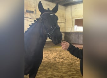 Meer ponys/kleine paarden, Merrie, 6 Jaar, 145 cm