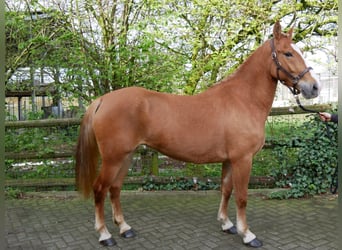 Meer ponys/kleine paarden, Merrie, 6 Jaar, 150 cm