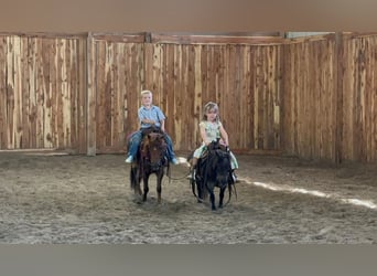 Meer ponys/kleine paarden, Merrie, 6 Jaar, 69 cm, Roan-Blue