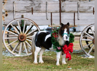 Meer ponys/kleine paarden, Merrie, 6 Jaar, 74 cm