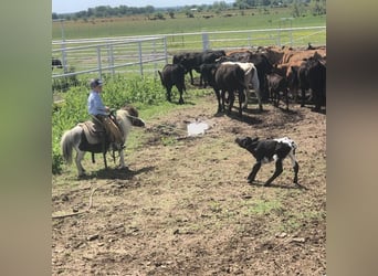 Meer ponys/kleine paarden, Merrie, 6 Jaar, 74 cm