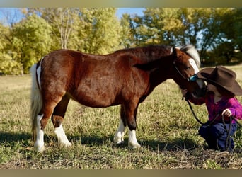 Meer ponys/kleine paarden, Merrie, 6 Jaar, 86 cm, Roodbruin