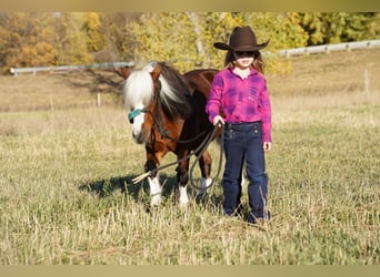 Meer ponys/kleine paarden, Merrie, 6 Jaar, 86 cm, Roodbruin