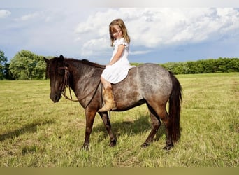 Meer ponys/kleine paarden, Merrie, 6 Jaar, 91 cm, Roan-Blue