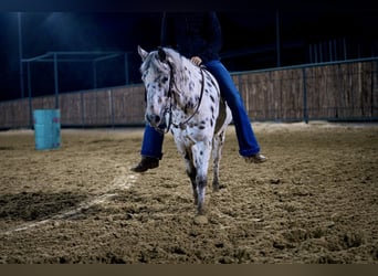 Meer ponys/kleine paarden, Merrie, 7 Jaar, 112 cm, Appaloosa