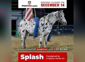 Meer ponys/kleine paarden, Merrie, 7 Jaar, 112 cm, Appaloosa