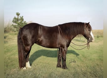 Meer ponys/kleine paarden, Merrie, 7 Jaar, 117 cm, Zwart