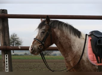 Meer ponys/kleine paarden Mix, Merrie, 7 Jaar, 120 cm, Gevlekt-paard