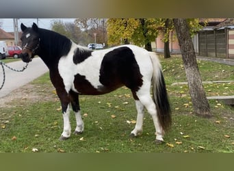 Meer ponys/kleine paarden, Merrie, 7 Jaar, 126 cm, Gevlekt-paard