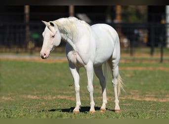 Meer ponys/kleine paarden, Merrie, 7 Jaar, 130 cm, Wit