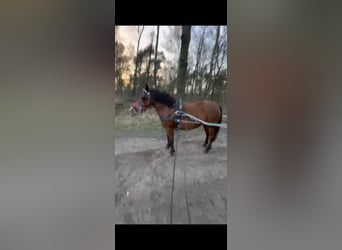 Meer ponys/kleine paarden, Merrie, 7 Jaar, 133 cm, Brauner