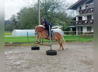 Meer ponys/kleine paarden, Merrie, 7 Jaar, 135 cm, Vos