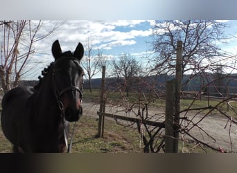 Meer ponys/kleine paarden, Merrie, 7 Jaar, 138 cm, Zwart