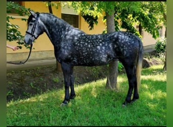 Meer ponys/kleine paarden Mix, Merrie, 7 Jaar, 140 cm, Appelschimmel