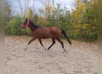 Meer ponys/kleine paarden, Merrie, 7 Jaar, 147 cm, Brauner