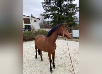 Meer ponys/kleine paarden, Merrie, 7 Jaar, 147 cm, Donkerbruin