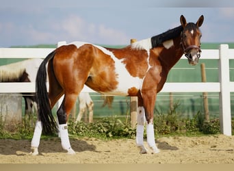 Meer ponys/kleine paarden Mix, Merrie, 7 Jaar, 147 cm, Gevlekt-paard
