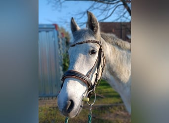 Meer ponys/kleine paarden, Merrie, 7 Jaar, 150 cm, Schimmel