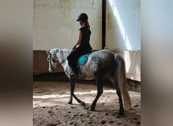 Meer ponys/kleine paarden, Merrie, 7 Jaar, 150 cm, Schimmel