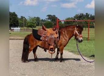 Meer ponys/kleine paarden, Merrie, 7 Jaar, 84 cm, Roodbruin
