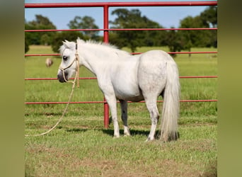 Meer ponys/kleine paarden, Merrie, 7 Jaar, Schimmel