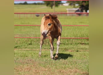 Meer ponys/kleine paarden, Merrie, 7 Jaar, Schimmel