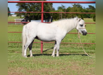 Meer ponys/kleine paarden, Merrie, 7 Jaar, Schimmel