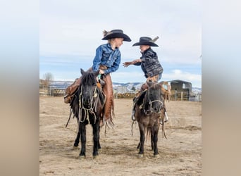 Meer ponys/kleine paarden, Merrie, 8 Jaar, 109 cm, Zwart