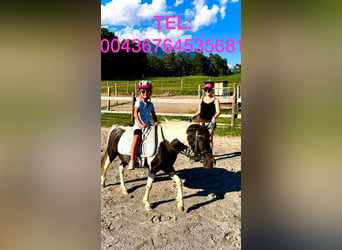 Meer ponys/kleine paarden Mix, Merrie, 8 Jaar, 110 cm, Gevlekt-paard