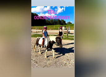 Meer ponys/kleine paarden Mix, Merrie, 8 Jaar, 110 cm, Gevlekt-paard