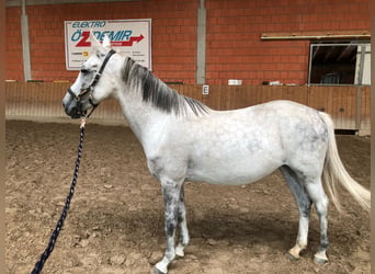 Meer ponys/kleine paarden, Merrie, 8 Jaar, 140 cm, Appelschimmel