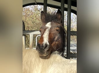 Meer ponys/kleine paarden, Merrie, 8 Jaar, 140 cm, Bruin