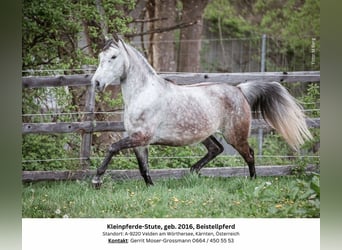 Meer ponys/kleine paarden, Merrie, 8 Jaar, 146 cm, Schimmel