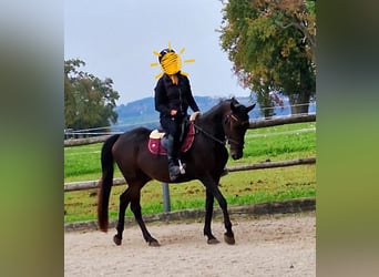 Meer ponys/kleine paarden, Merrie, 8 Jaar, 150 cm, Donkerbruin