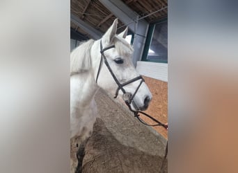 Meer ponys/kleine paarden, Merrie, 8 Jaar, 153 cm, Schimmel