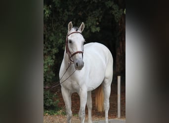 Meer ponys/kleine paarden, Merrie, 8 Jaar, 155 cm, Wit