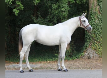 Meer ponys/kleine paarden, Merrie, 8 Jaar, 155 cm, Wit