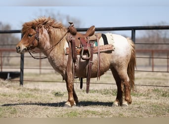 Meer ponys/kleine paarden, Merrie, 8 Jaar, 86 cm, Roan-Red