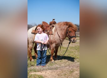 Meer ponys/kleine paarden, Merrie, 8 Jaar, 86 cm, Roan-Red