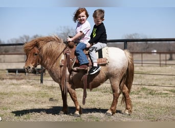 Meer ponys/kleine paarden, Merrie, 8 Jaar, 86 cm, Roan-Red