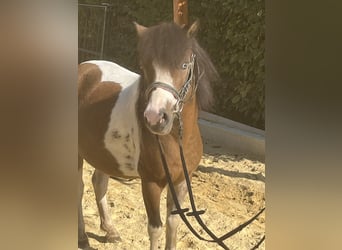 Meer ponys/kleine paarden, Merrie, 9 Jaar, 110 cm, Gevlekt-paard