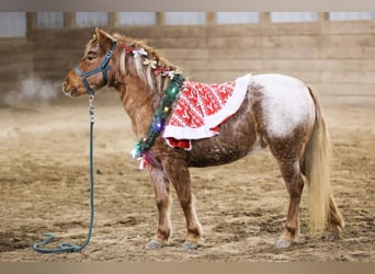 Meer ponys/kleine paarden, Merrie, 9 Jaar, 127 cm, Roan-Red