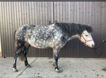 Meer ponys/kleine paarden Mix, Merrie, 9 Jaar, 135 cm, Blauwschimmel