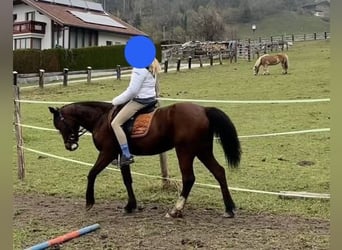 Meer ponys/kleine paarden Mix, Merrie, 9 Jaar, 144 cm, Vos