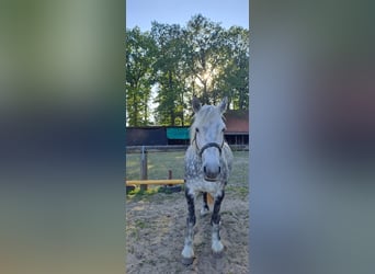 Meer ponys/kleine paarden, Merrie, 9 Jaar, 148 cm, Appelschimmel