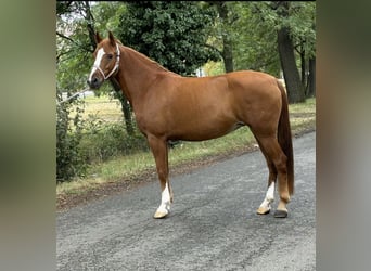 Meer ponys/kleine paarden, Merrie, 9 Jaar, 148 cm, Vos