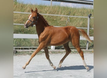 Meer ponys/kleine paarden, Merrie, veulen (03/2024), 139 cm, Vos