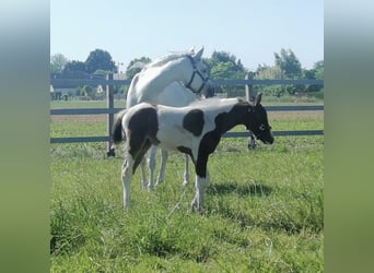 Meer ponys/kleine paarden Mix, Merrie, veulen (04/2023), 142 cm, kan schimmel zijn